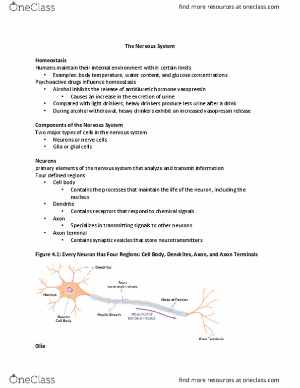 SOC 3382 Lecture Notes - Lecture 21: Axon Terminal, Neurotransmission, Myelin thumbnail