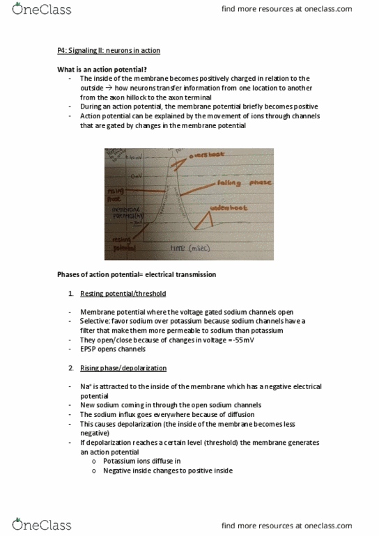 ECON 1 Lecture Notes - Axon Terminal, Membrane Potential, Axon Hillock thumbnail