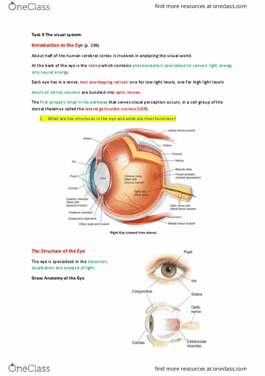 CINEMA 3 Lecture Notes - Lecture 11: Vitreous Body, Extraocular Muscles, Cell Group thumbnail