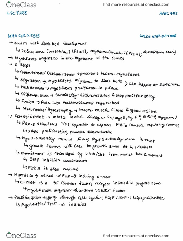 ANSC 452 Lecture Notes - Lecture 9: Myf6, Myocyte, Myogenin thumbnail