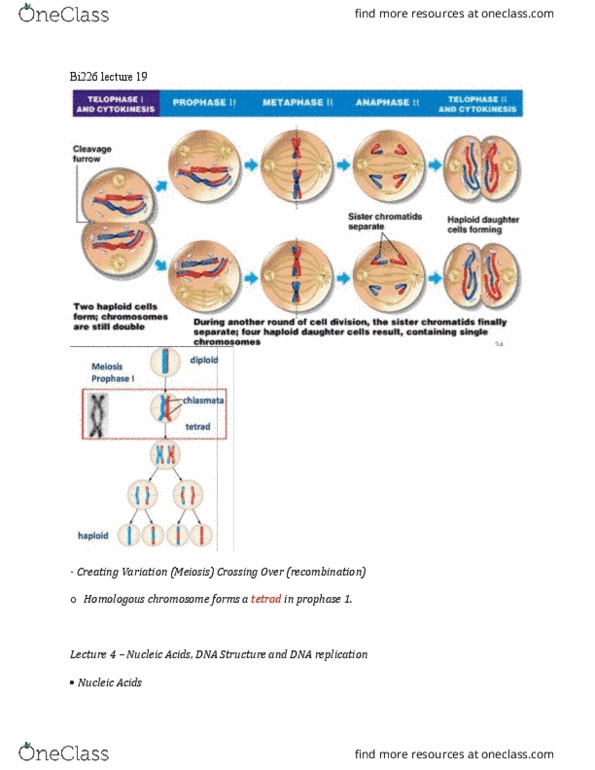 BI226 Lecture Notes - Lecture 19: Homologous Chromosome, Dna Replication, Prophase thumbnail