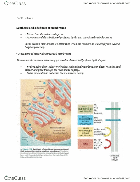 BI236 Lecture Notes - Lecture 9: Lipid Bilayer, Golgi Apparatus, Osmosis thumbnail
