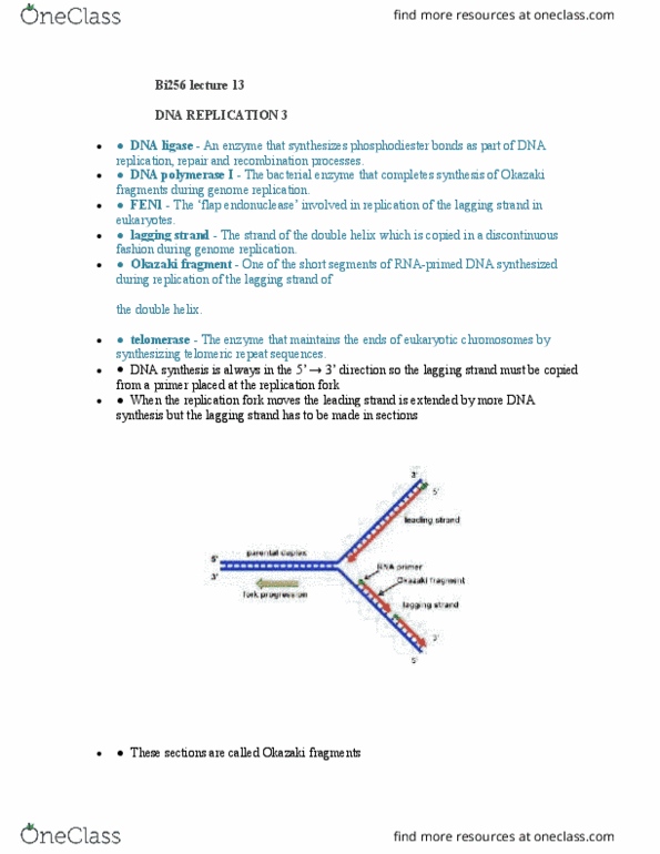 BI256 Lecture Notes - Lecture 13: Dna Ligase, Okazaki Fragments, Telomerase thumbnail