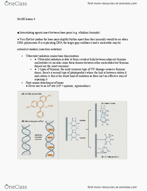 HE100 Lecture Notes - Lecture 4: Covalent Bond, Hydrolysis, Ethidium Bromide thumbnail