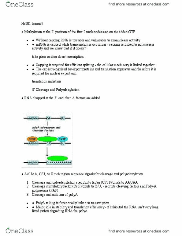 HE201 Lecture Notes - Lecture 9: Methylation, Exonuclease, Polyadenylation thumbnail