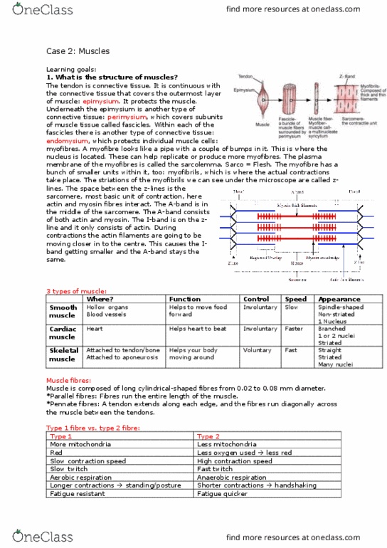 OCEANO 1 Lecture Notes - Lecture 4: Threshold Voltage, Peripheral Nervous System, Perimysium thumbnail