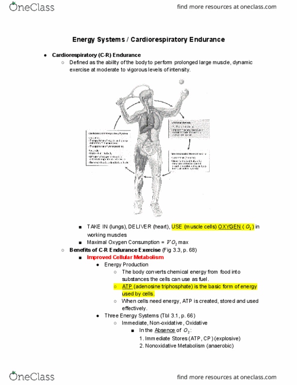 PHYS ED 32 Lecture Notes - Lecture 2: Glycogen, Cellular Respiration, Adenosine Triphosphate thumbnail