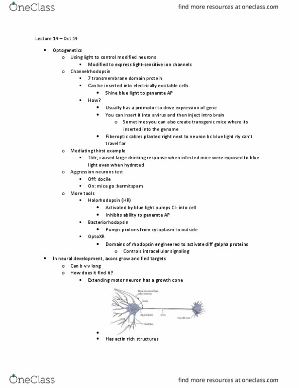 MBB 322 Lecture Notes - Lecture 14: Channelrhodopsin, Neural Development, Laminin thumbnail