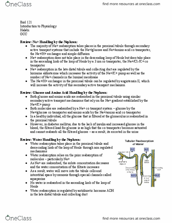 BIOL 121 Lecture Notes - Lecture 30: Active Transport, Distal Convoluted Tubule, Proximal Tubule thumbnail