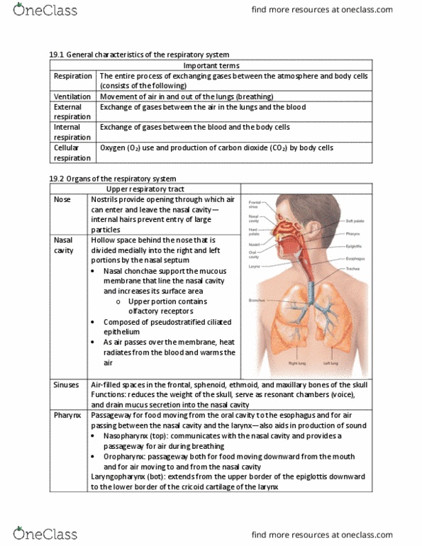 BIOL 261 Lecture Notes - Lecture 13: Vocal Folds, Bronchoconstriction, Chronic Obstructive Pulmonary Disease thumbnail