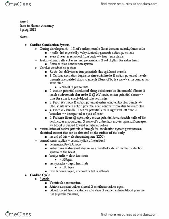 ANATOMY 1 Lecture Notes - Lecture 17: Purkinje Fibers, Heart Valve, Sinoatrial Node thumbnail