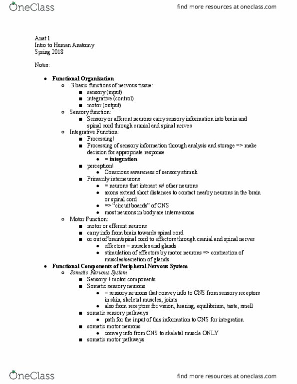 ANATOMY 1 Lecture Notes - Lecture 21: Efferent Nerve Fiber, Peripheral Nervous System, Skeletal Muscle thumbnail