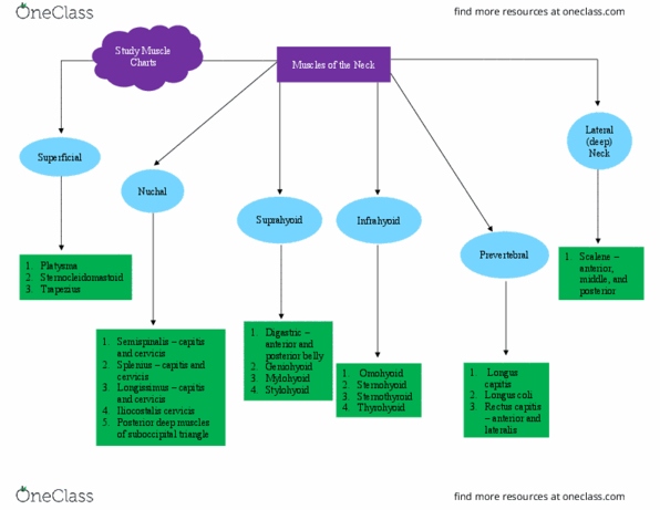 PT 512 Lecture Notes - Lecture 24: Splenius Capitis Muscle, Iliocostalis, Sternothyroid Muscle thumbnail