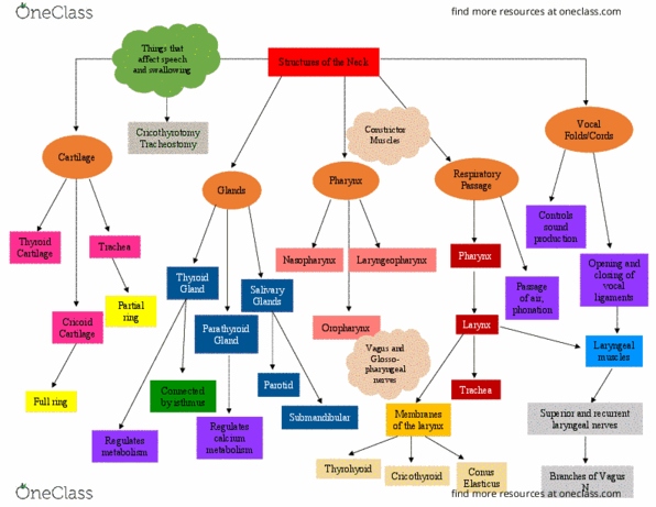 PT 512 Lecture Notes - Lecture 25: Trachea, Cartilage, Cricothyrotomy thumbnail