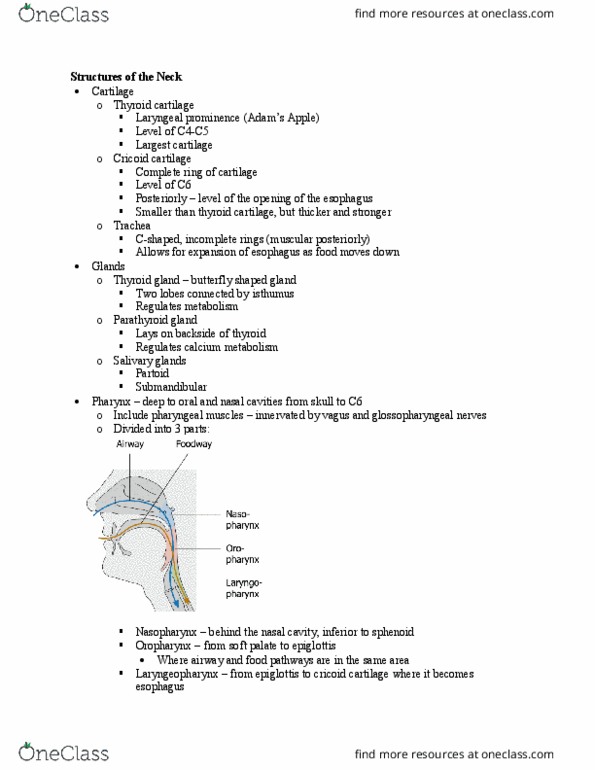 PT 512 Lecture Notes - Lecture 26: Glossopharyngeal Nerve, Soft Palate, Hyoid Bone thumbnail
