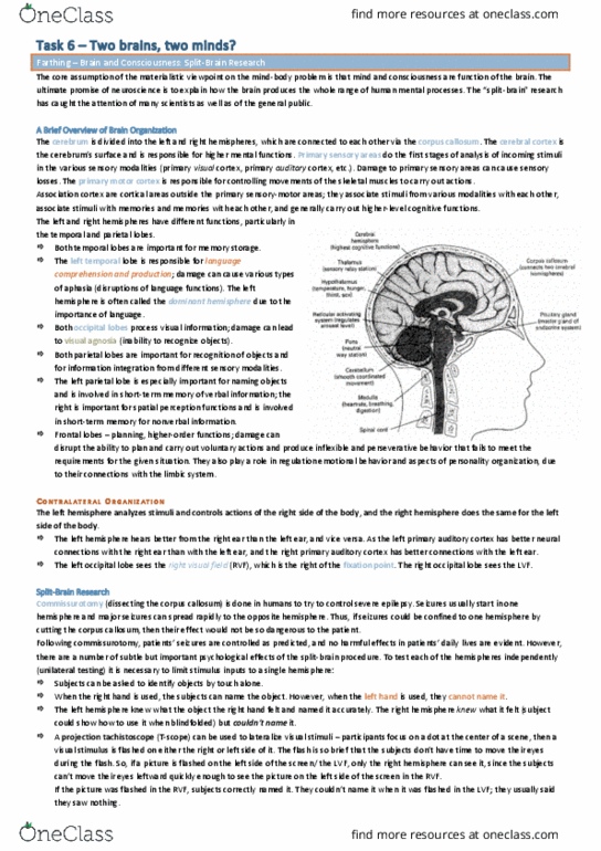 THEATER 335 Lecture Notes - Lecture 18: Temporal Lobe, Commissure, Confabulation thumbnail