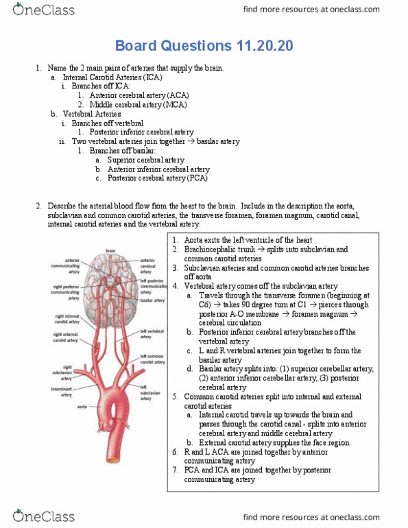 PT 512 Lecture Notes - Lecture 35: Anterior Inferior Cerebellar Artery, Superior Cerebellar Artery, Anterior Cerebral Artery thumbnail