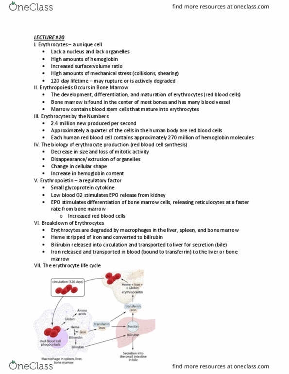 NUSCTX 103 Lecture Notes - Lecture 20: Red Blood Cell, Bilirubin, Reticulocyte thumbnail