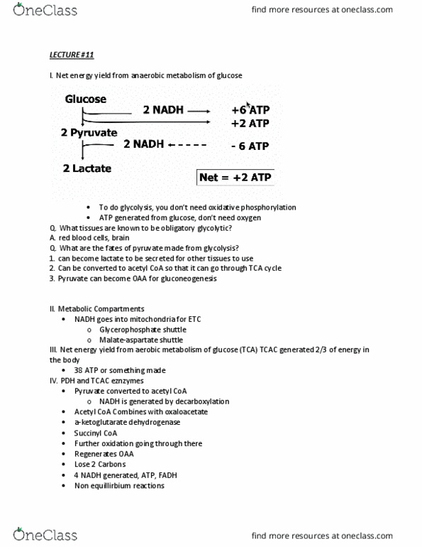 NUSCTX 103 Lecture Notes - Lecture 11: Succinyl-Coa, Acetyl-Coa, Pyruvate Dehydrogenase thumbnail