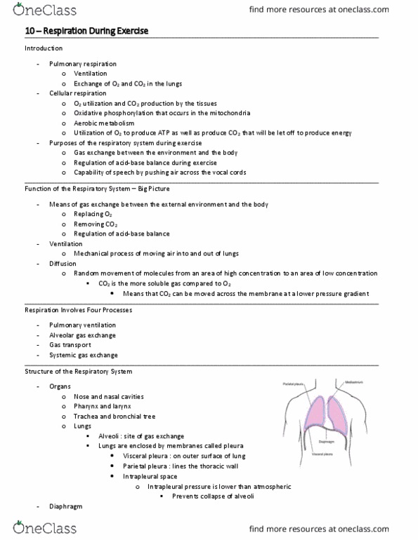 HP 2420 Lecture Notes - Lecture 10: Pulmonary Pleurae, Intrapleural Pressure, Cellular Respiration thumbnail