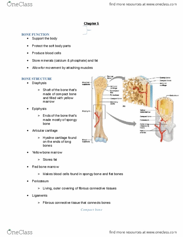 HSCI 100 Chapter Notes - Chapter 5: Connective Tissue, Cartilage, Osteoclast thumbnail