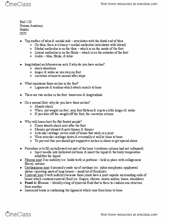 BIOL 120 Lecture Notes - Lecture 29: Synovial Joint, Malleolus, Osteoclast thumbnail