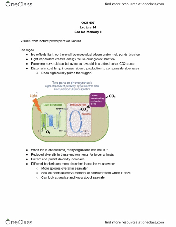 OCEAN 497 Lecture Notes - Lecture 14: Light-Independent Reactions, Protist, Rubisco thumbnail