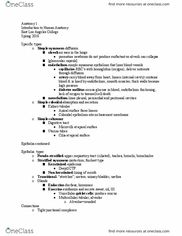 ANATOMY 1 Lecture Notes - Lecture 6: East Los Angeles College, Gastrointestinal Tract, Bronchiole thumbnail