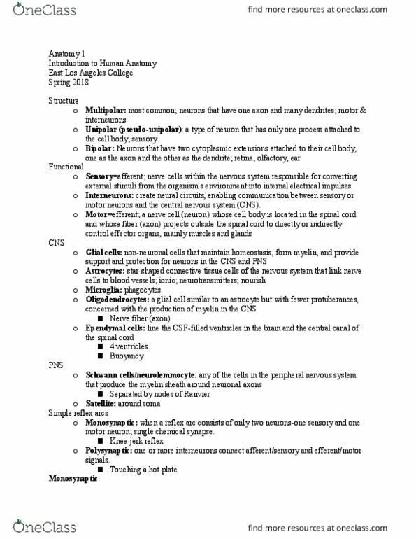 ANATOMY 1 Lecture Notes - Lecture 14: East Los Angeles College, Central Nervous System, Reflex Arc thumbnail