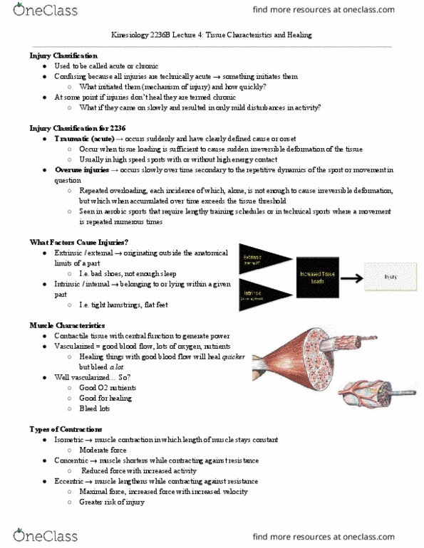 Kinesiology 2236A/B Lecture Notes - Lecture 4: Connective Tissue, Tenosynovitis, Edema thumbnail