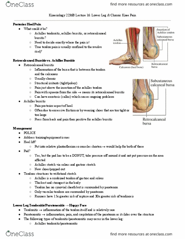 Kinesiology 2236A/B Lecture Notes - Lecture 16: Triceps Surae Muscle, Ankle, Proprioception thumbnail