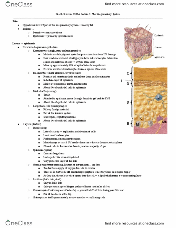 Health Sciences 2300A/B Lecture Notes - Lecture 3: Albinism, Melanoma, Loose Connective Tissue thumbnail
