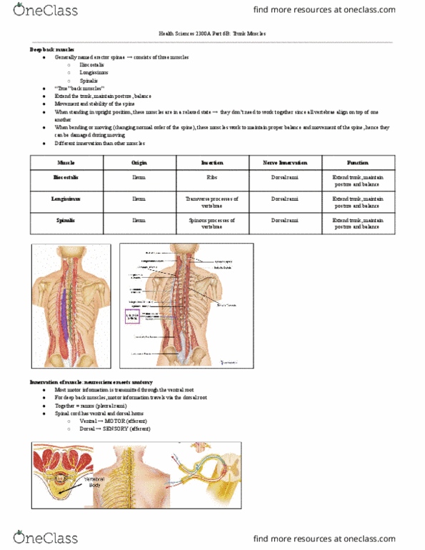 Health Sciences 2300A/B Lecture Notes - Lecture 6: Iliac Crest, Circulatory System, Multifidus Muscle thumbnail