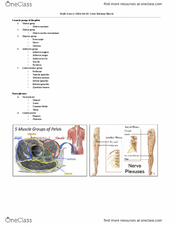 Health Sciences 2300A/B Lecture Notes - Lecture 6: Semimembranosus Muscle, Plantar Fascia, Extensor Digitorum Longus Muscle thumbnail