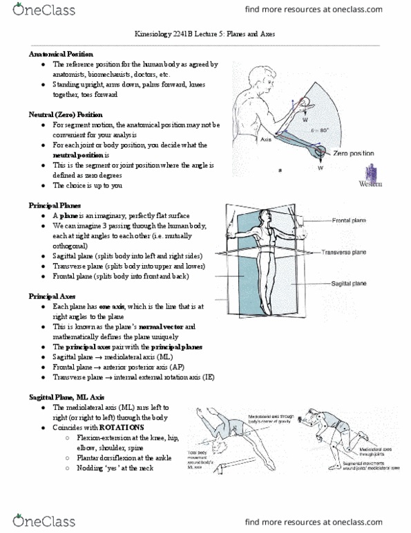 Kinesiology 2241A/B Lecture Notes - Lecture 5: Sternoclavicular Joint, Transverse Plane, Metatarsophalangeal Joints thumbnail
