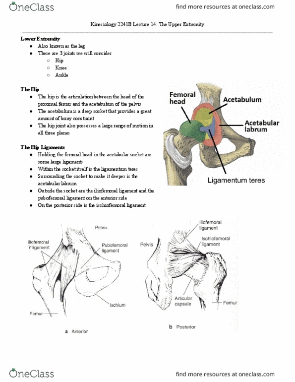 Kinesiology 2241A/B Lecture Notes - Lecture 14: Ischiofemoral Ligament, Sagittal Plane, Weight-Bearing thumbnail