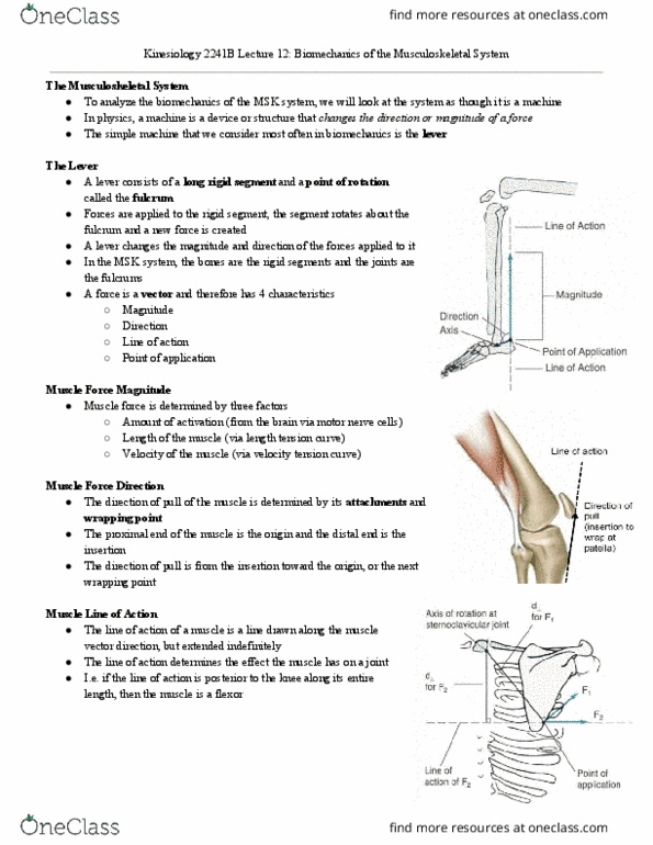 Kinesiology 2241A/B Lecture Notes - Lecture 12: Simple Machine thumbnail