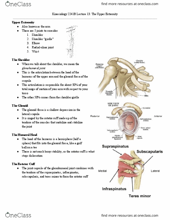 Kinesiology 2241A/B Lecture Notes - Lecture 13: Teres Minor Muscle, Ulna, Acromion thumbnail