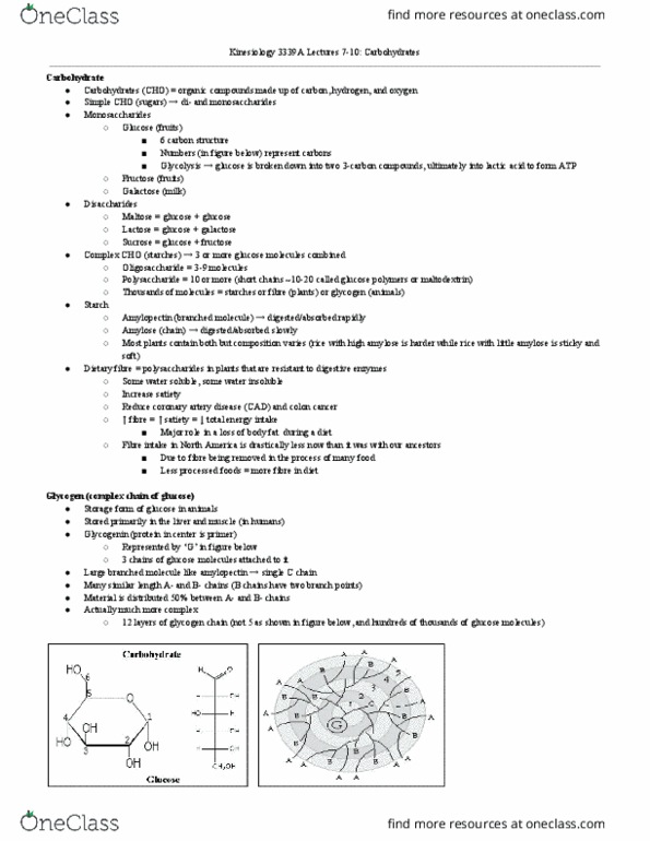 Kinesiology 3339A/B Lecture Notes - Lecture 2: Couscous, Shredded Wheat, Small Intestine thumbnail