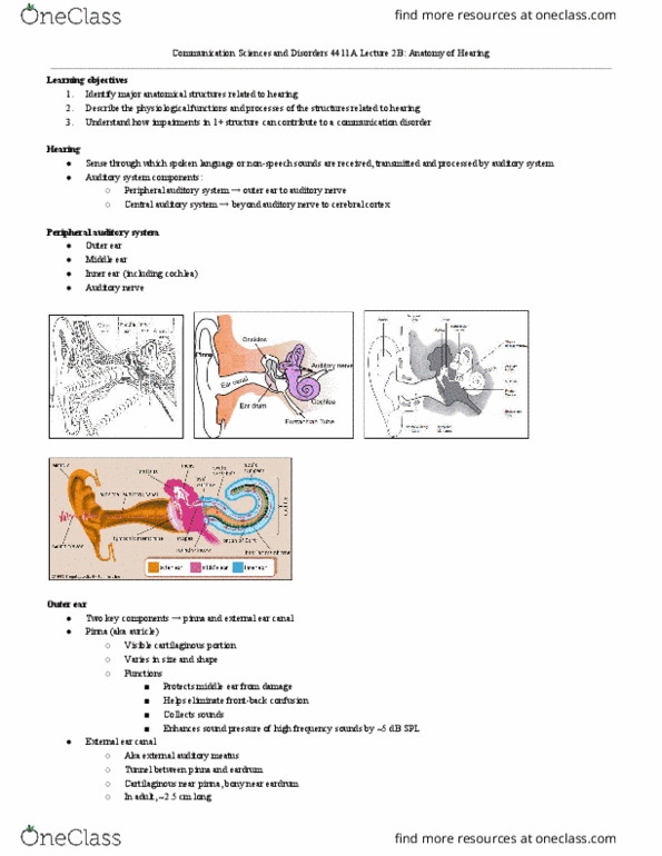 Communication Sciences and Disorders 4411A/B Lecture Notes - Lecture 4: Connective Tissue, Stapedius Muscle, Vestibulocochlear Nerve thumbnail