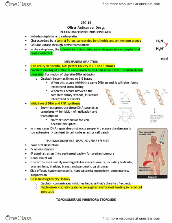 Pharmacology 3620 Lecture Notes - Lecture 14: Bone Marrow Suppression, Cisplatin, Carboplatin thumbnail