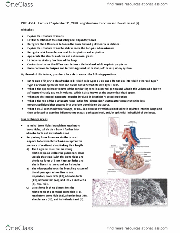 PHYL 4504 Lecture Notes - Lecture 2: Simple Squamous Epithelium, Abdomen, Peritoneum thumbnail