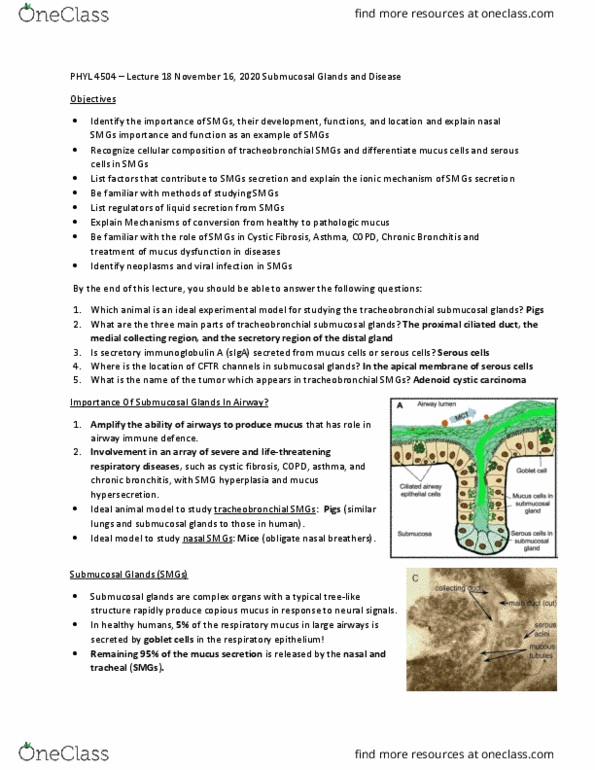 PHYL 4504 Lecture Notes - Lecture 18: Adenoid Cystic Carcinoma, Respiratory Epithelium, Secretion thumbnail