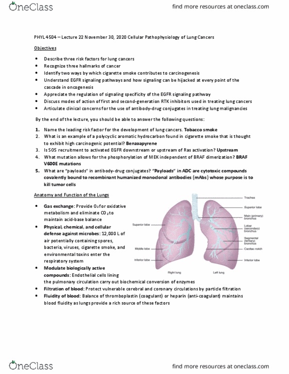 PHYL 4504 Lecture Notes - Lecture 22: Polycyclic Aromatic Hydrocarbon, Epidermal Growth Factor Receptor, Braf (Gene) thumbnail