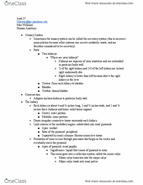 ANAT 025 Lecture Notes - Lecture 30: Renal Papilla, Ureter, Metabolic Waste thumbnail