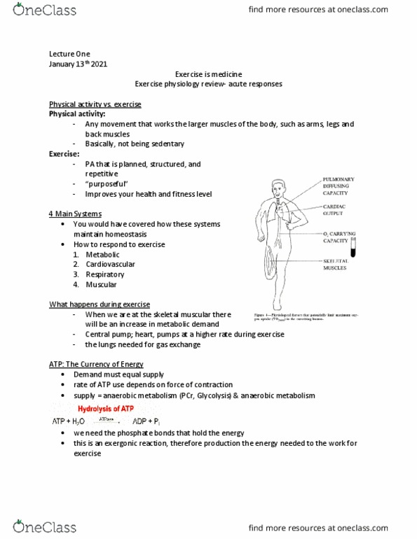 HE435 Lecture Notes - Lecture 2: Exercise Physiology, Exergonic Reaction, Muscular System thumbnail