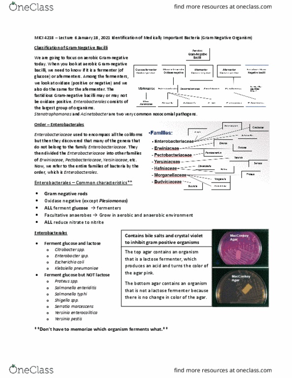 MICI 4218 Lecture Notes - Lecture 6: Proteus (Bacterium), Coccobacillus, Monosaccharide thumbnail