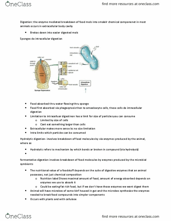 BIOB34H3 Lecture Notes - Starch, Lacteal, Phagocytosis thumbnail
