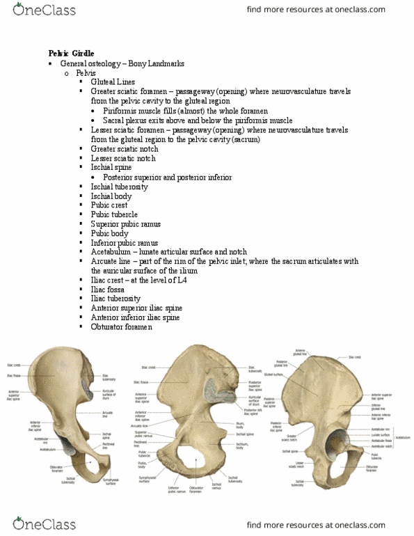 PT 513 Lecture Notes - Lecture 2: Anterior Inferior Iliac Spine, Anterior Superior Iliac Spine, Lesser Sciatic Foramen thumbnail