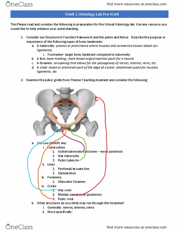 PT 513 Lecture Notes - Lecture 4: Humerus, Osteology, Sacrum thumbnail